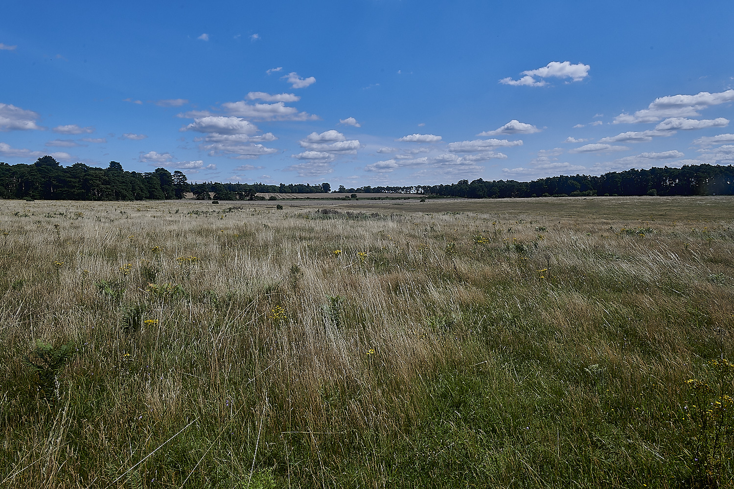 WeetingHeath090823-2-NEF_DxO_DeepPRIME