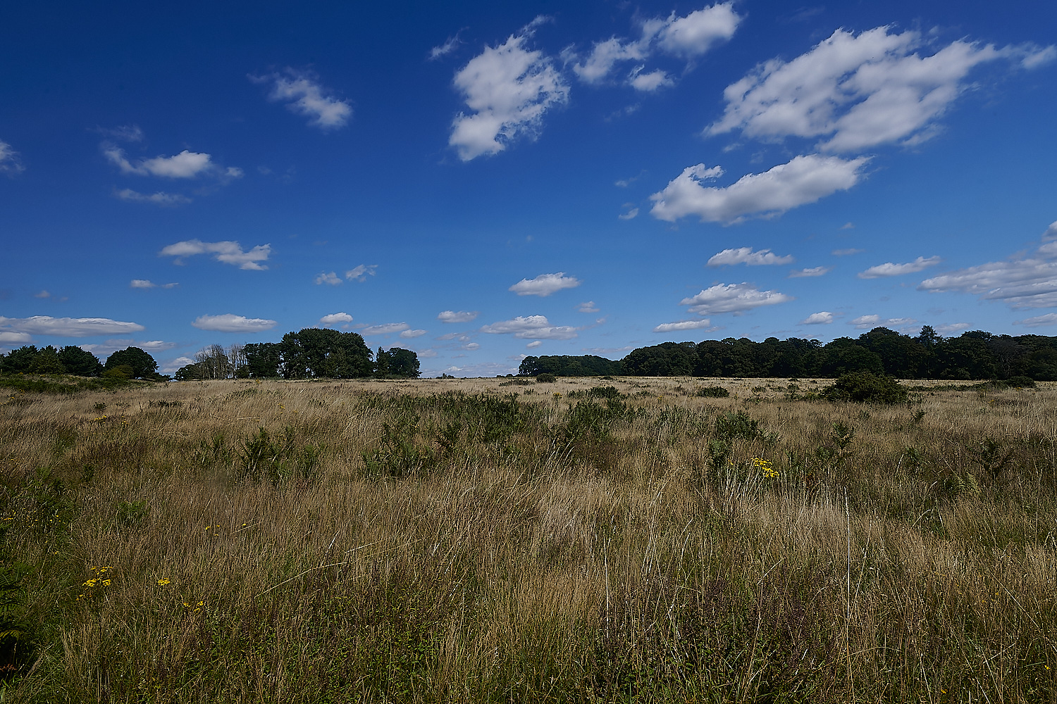 WeetingHeath090823-3-NEF_DxO_DeepPRIME