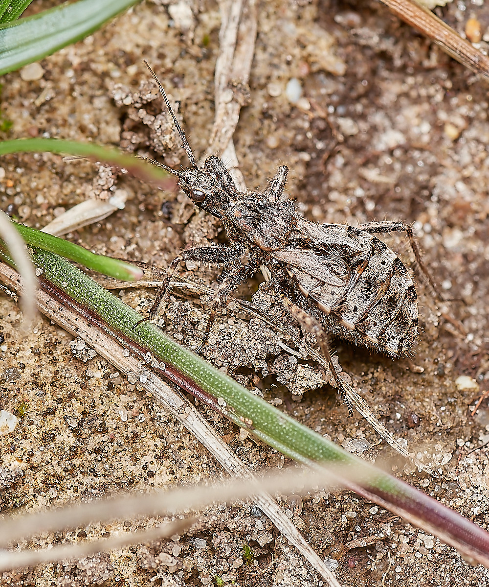 WeetingHeathBug090823-1-NEF_DxO_DeepPRIME