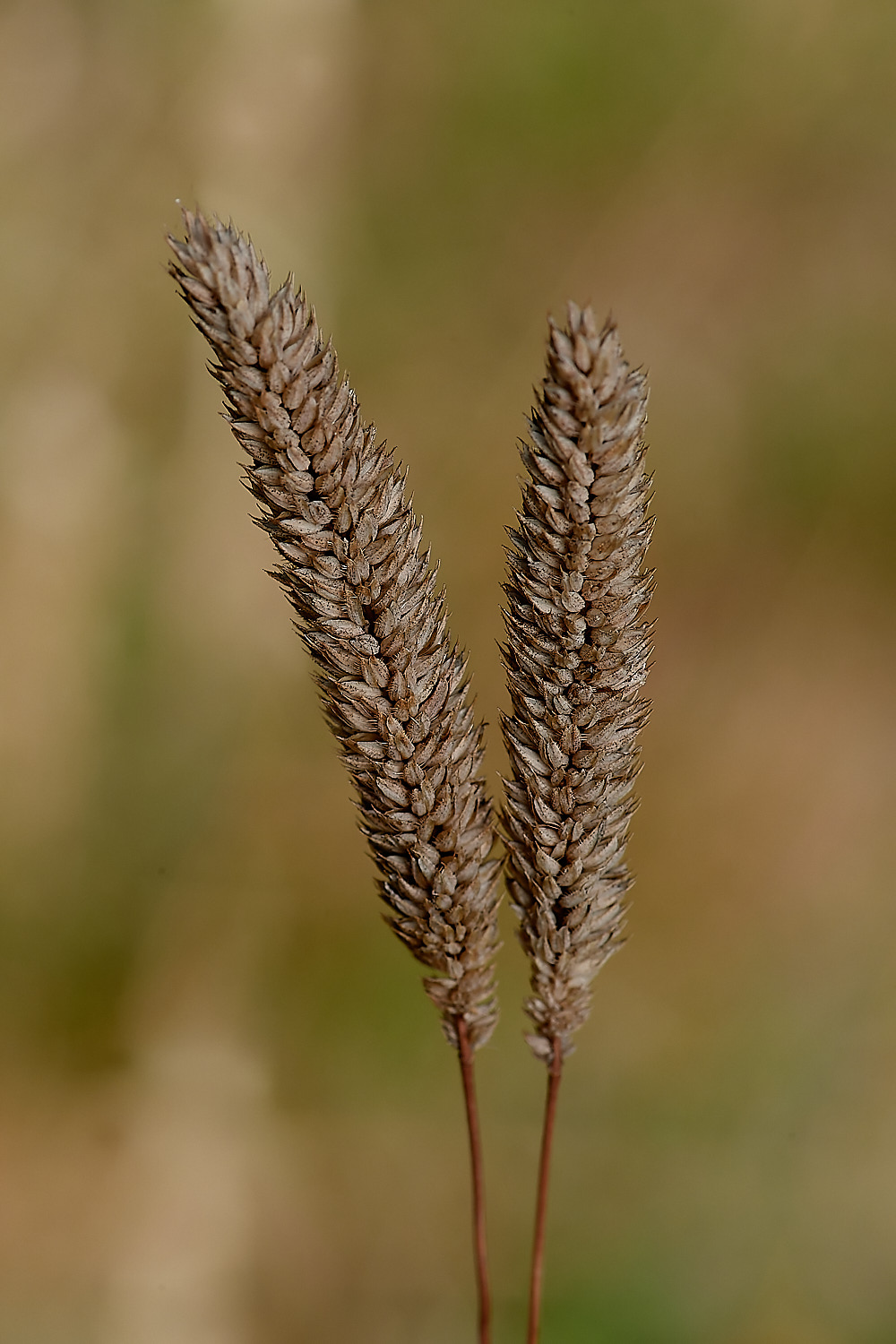 WeetingHeathGrass090823-2-NEF_DxO_DeepPRIME