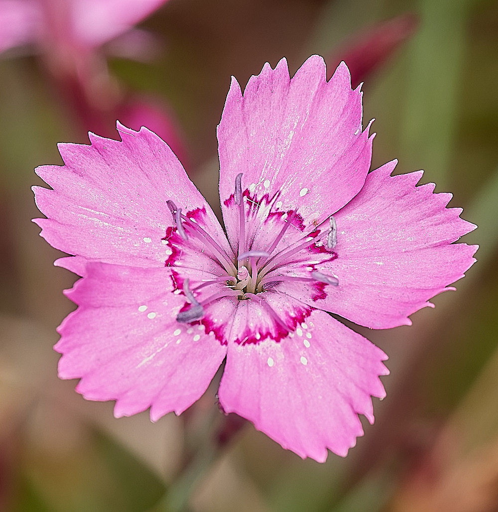 WeetingHeathPink090823-2-NEF_DxO_DeepPRIME