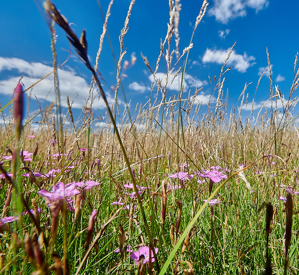 WeetingHeathPink090823-4-NEF_DxO_DeepPRIME