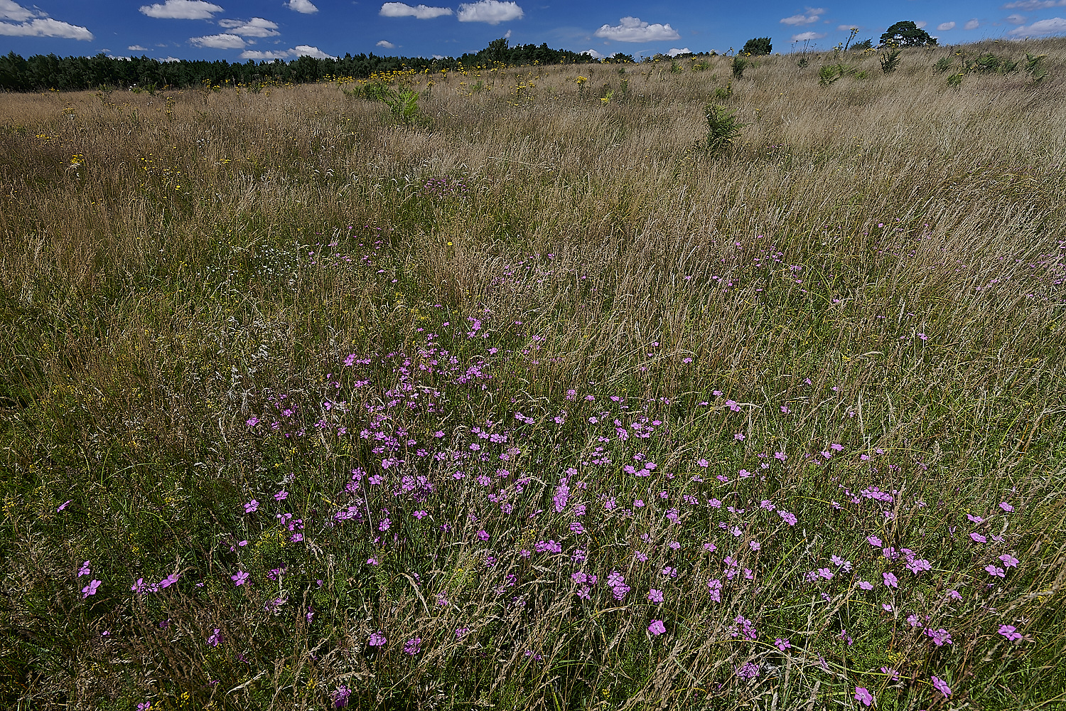 WeetingHeathPink090823-6-NEF_DxO_DeepPRIME