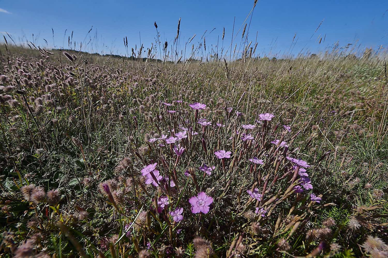 WeetingHeathPink090823-8-NEF_DxO_DeepPRIME