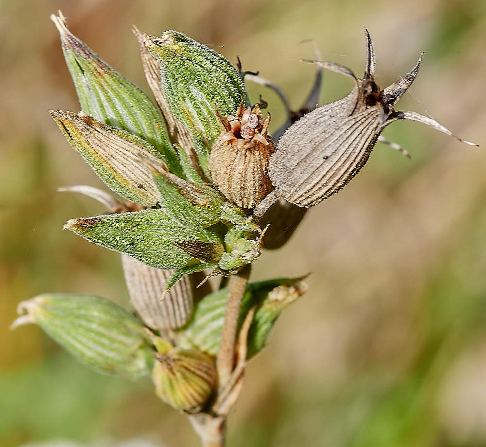 WeetingHeathSandCatchfly090823-3-NEF_DxO_DeepPRIME