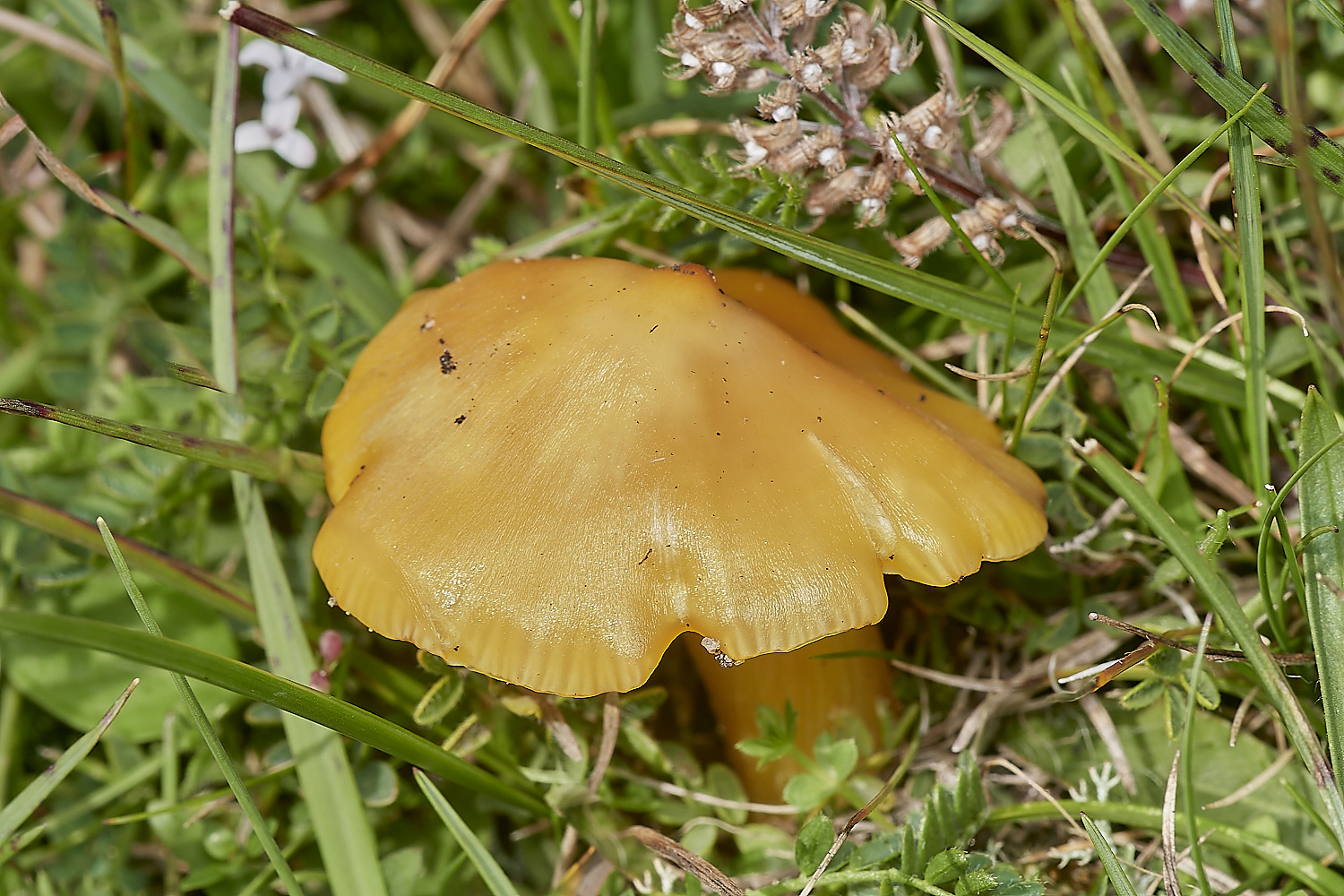 WeetingHeathWaxcap090823-1-NEF_DxO_DeepPRIME