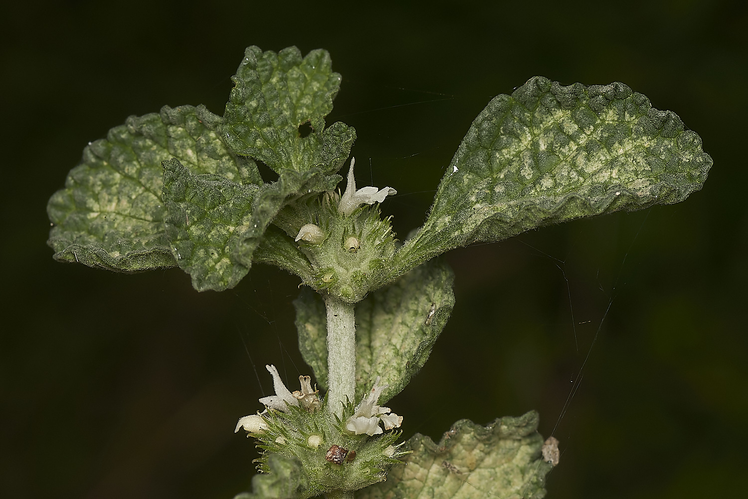 WeetingHeathWhitehorehound090823-2-NEF_DxO_DeepPRIME