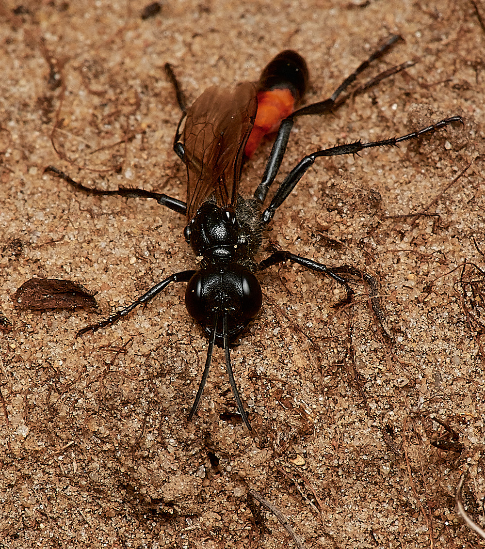 WeybourneSpallaAmmophila170723-1