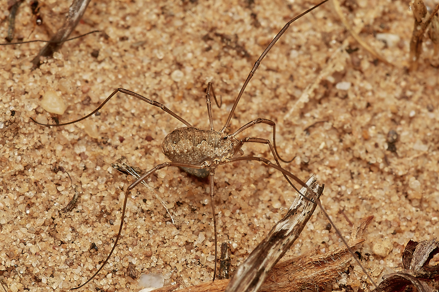 WeybourneSpallaHarvestman170723-1-NEF_DxO_DeepPRIME