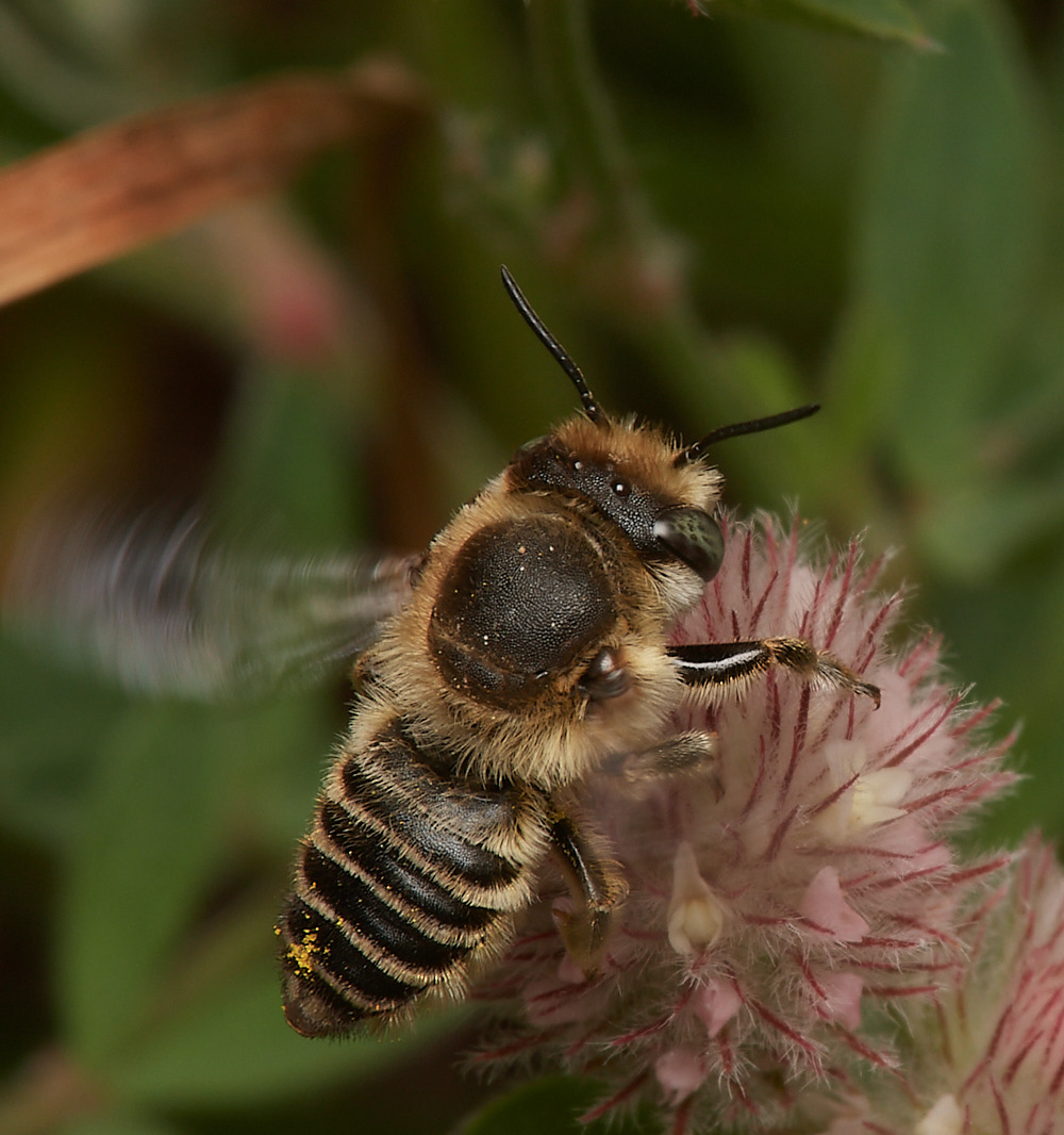 WeybourneSpallaMLCBee170723-2