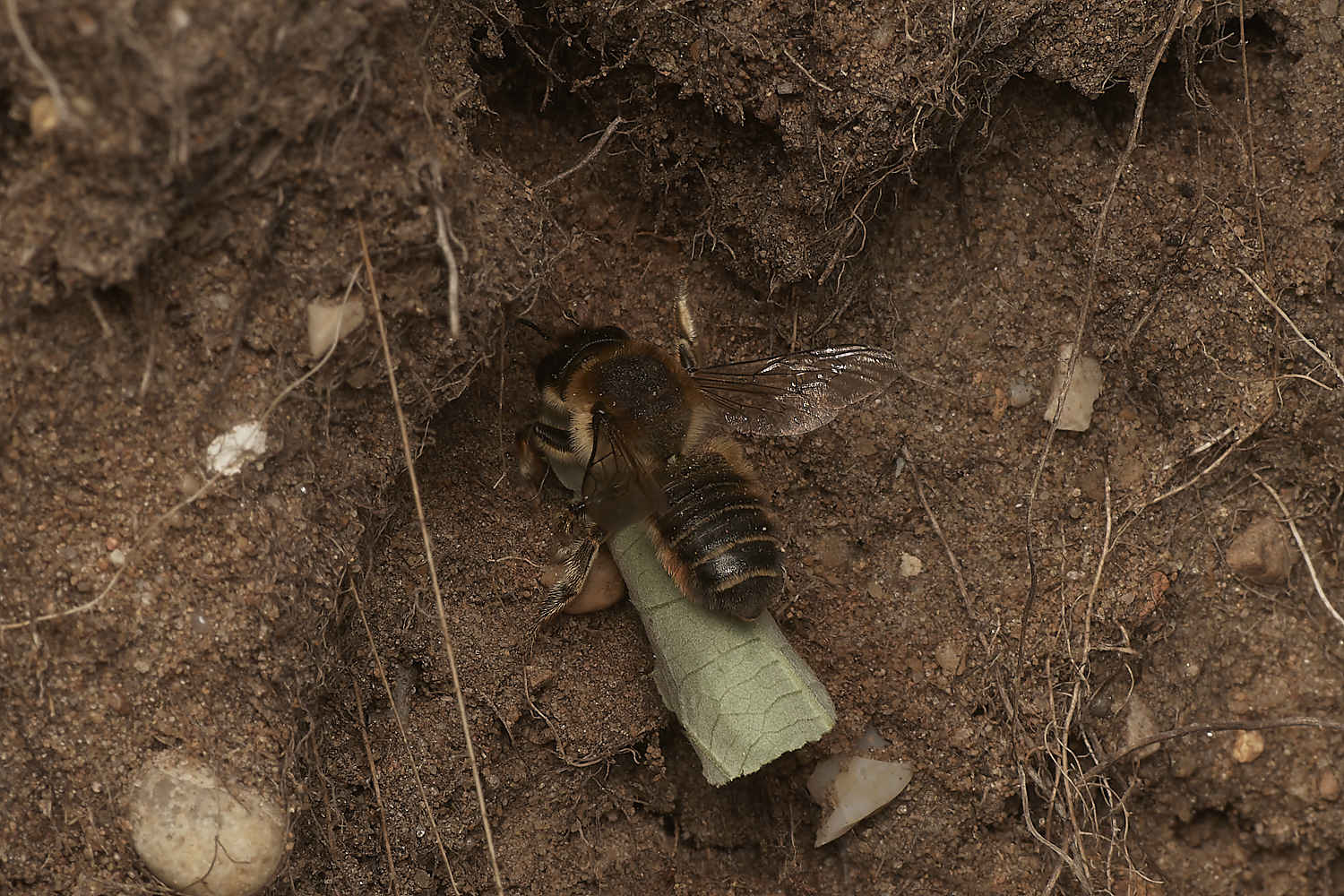 WeybourneSpallaMLCBee170723-3-NEF_DxO_DeepPRIME