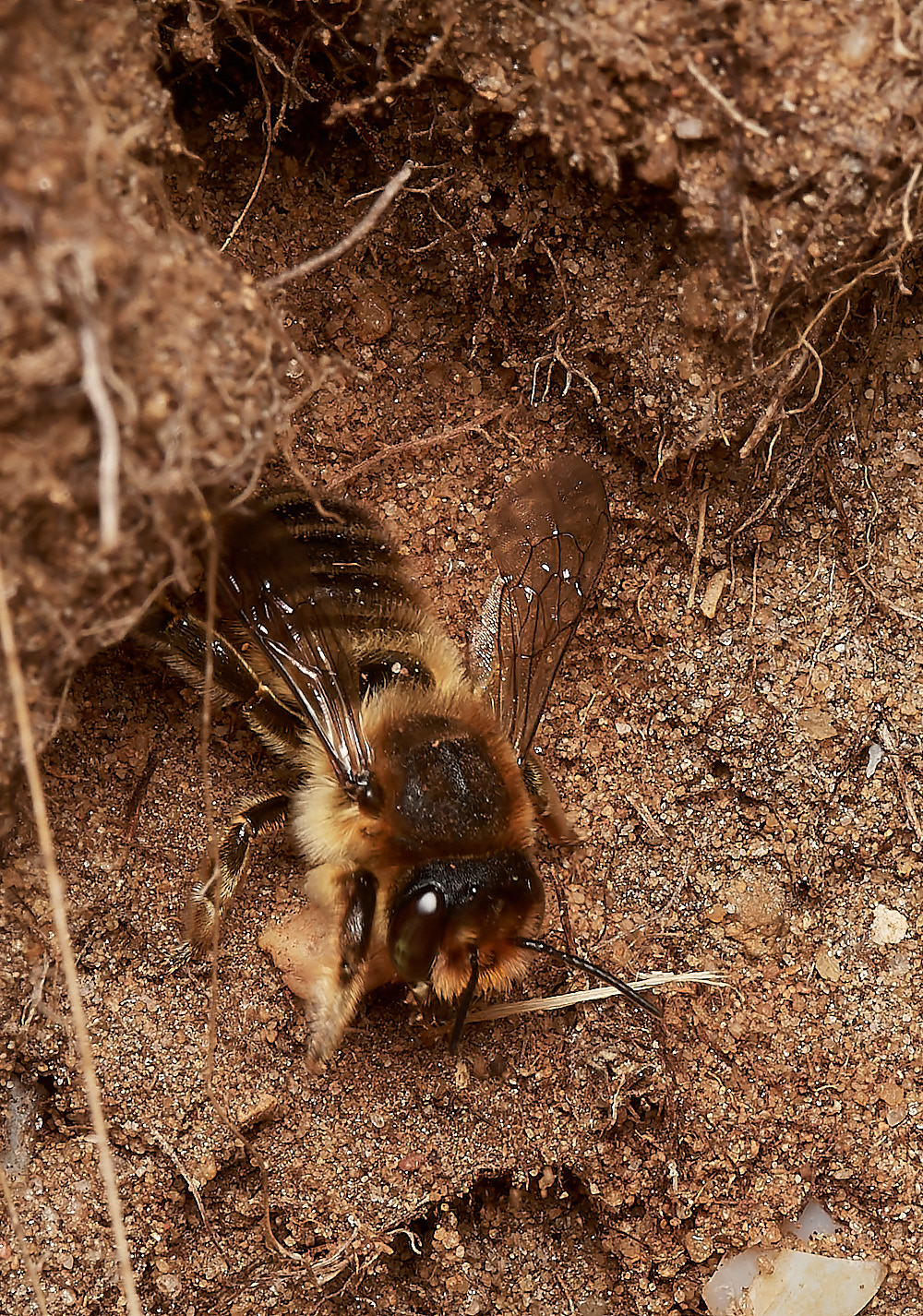 WeybourneSpallaMLCBee170723-4-NEF_DxO_DeepPRIME