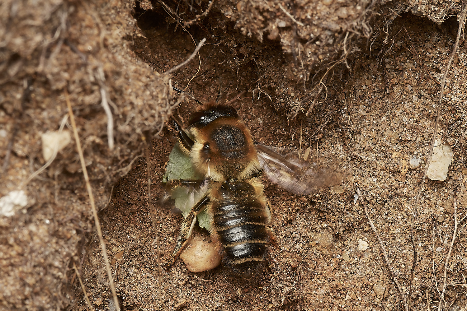 WeybourneSpallaMLCBee170723-6-NEF_DxO_DeepPRIME 1