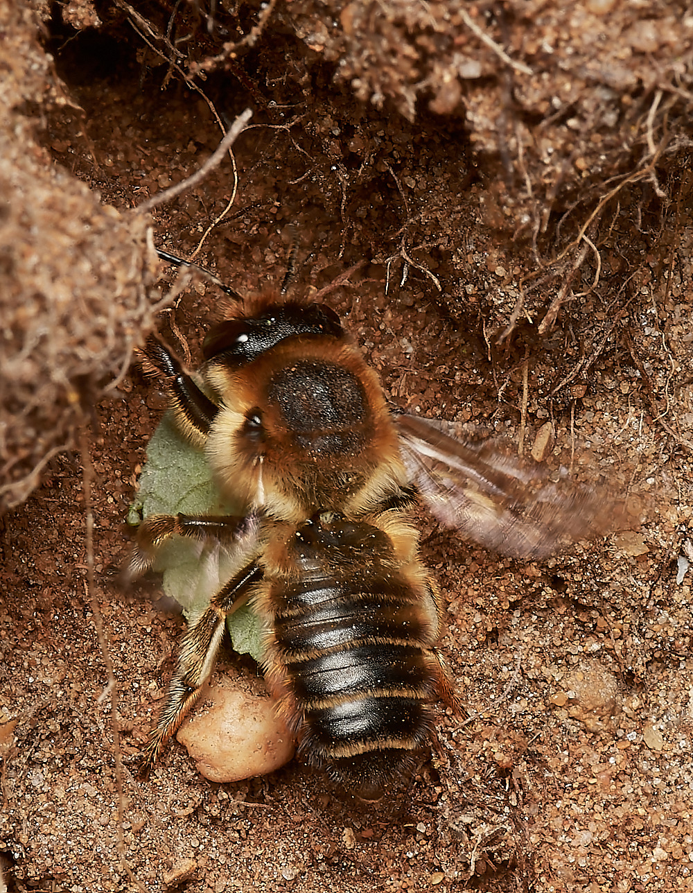 WeybourneSpallaMLCBee170723-6-NEF_DxO_DeepPRIME