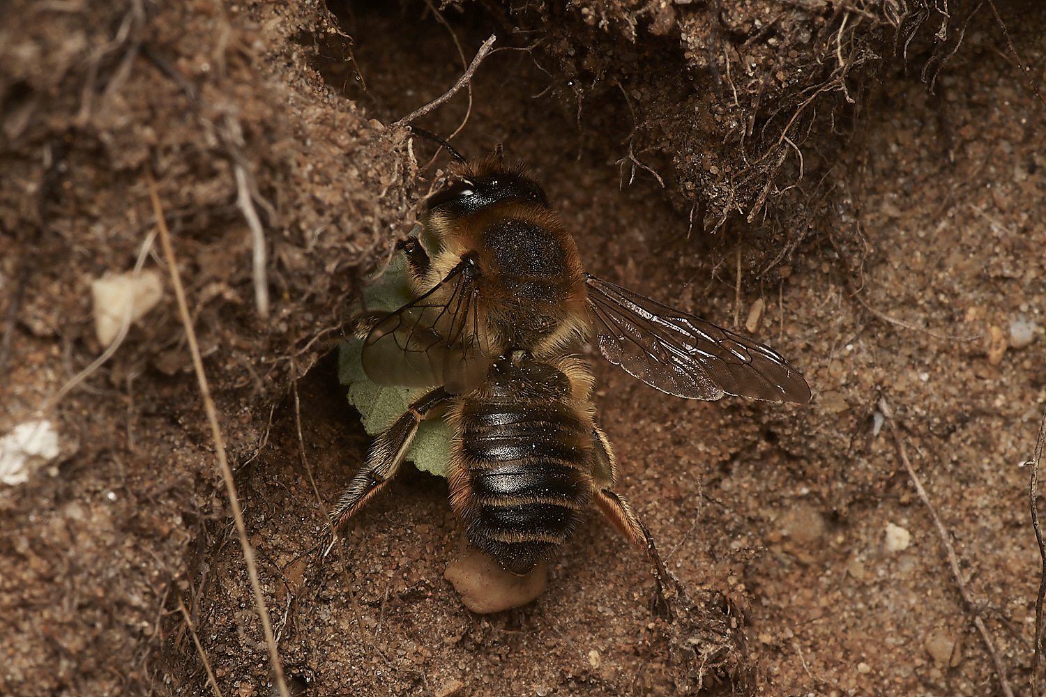 WeybourneSpallaMLCBee170723-7-NEF_DxO_DeepPRIME 1