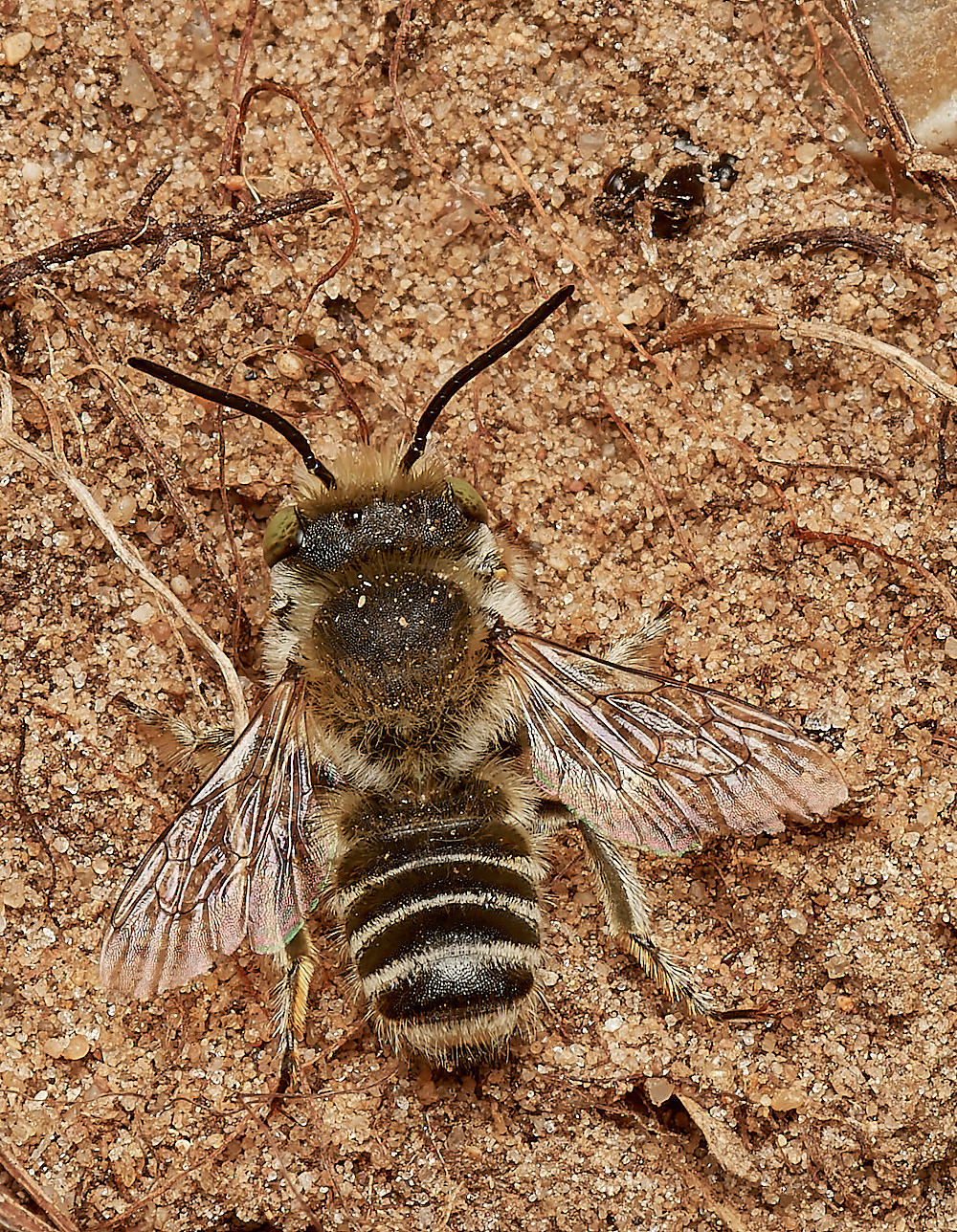 WeybourneSpallaSLCBee170723-1-NEF_DxO_DeepPRIME