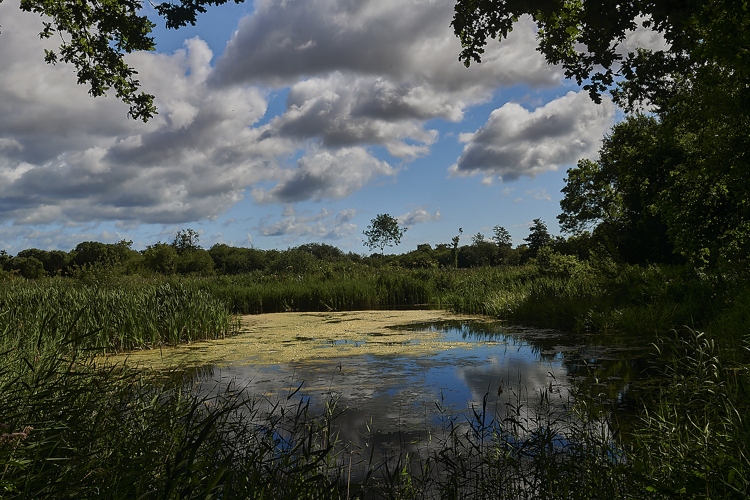 Wheatfen300723-1-NEF_DxO_DeepPRIME