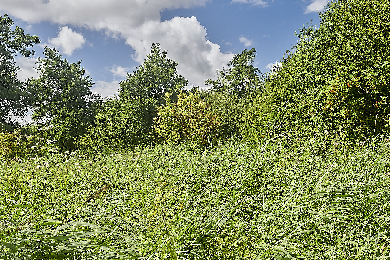 Wheatfen300723-4-NEF_DxO_DeepPRIME