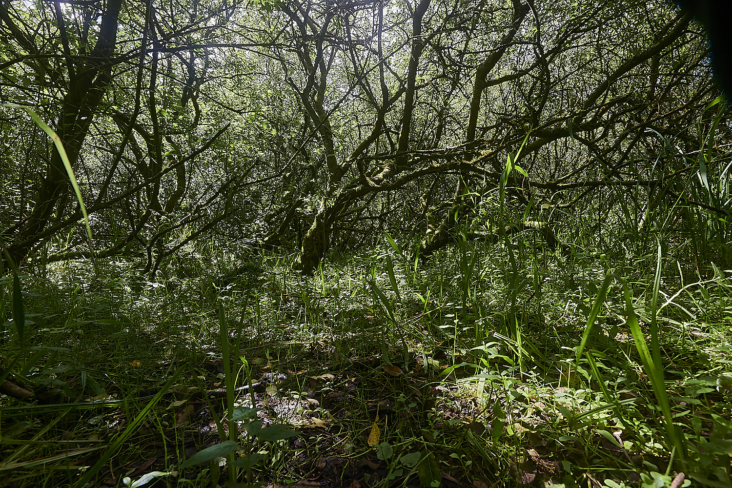 Wheatfen300723-5-NEF_DxO_DeepPRIME