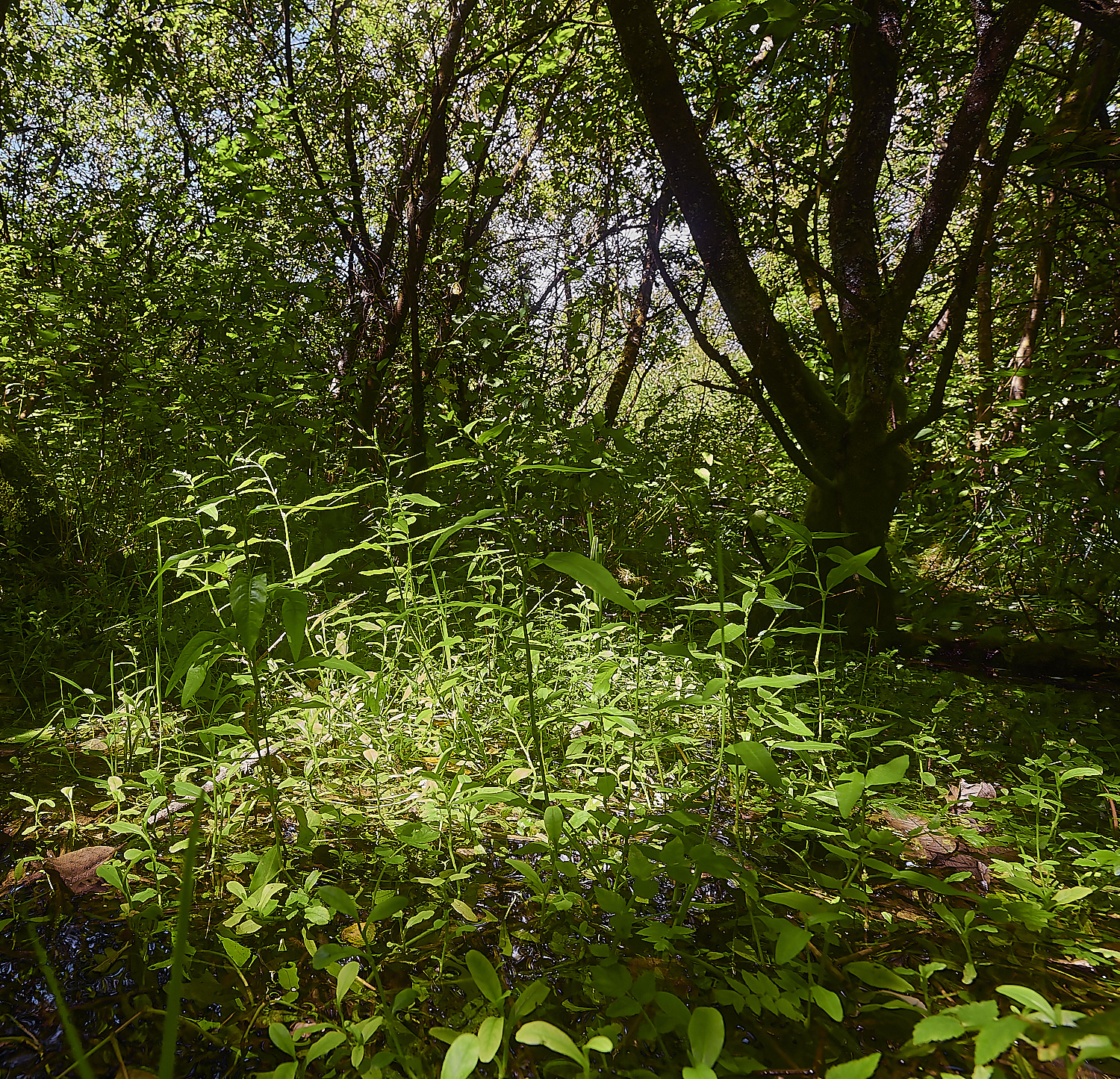 Wheatfen300723-7-NEF_DxO_DeepPRIME