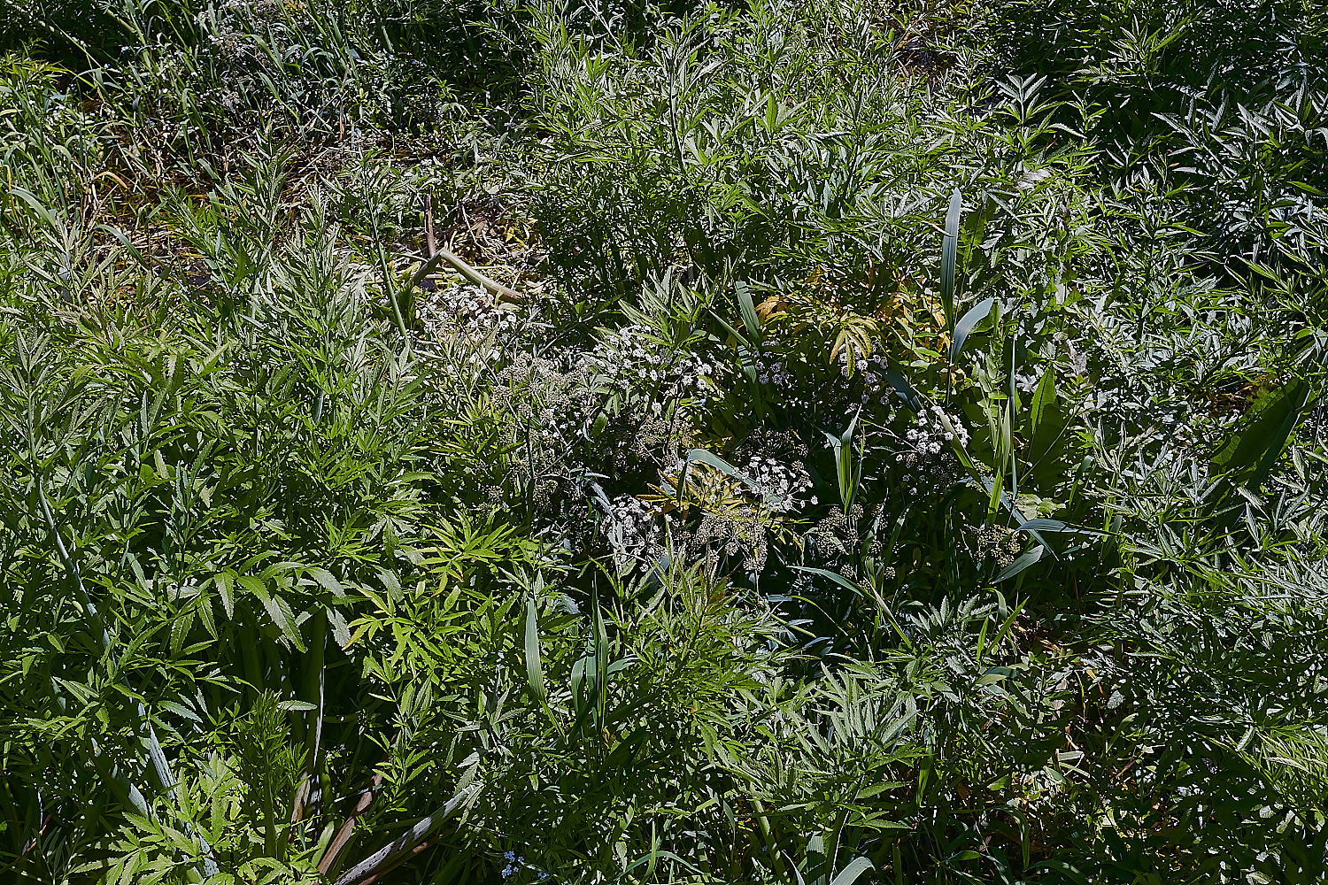 Wheatfen300723-8-NEF_DxO_DeepPRIME