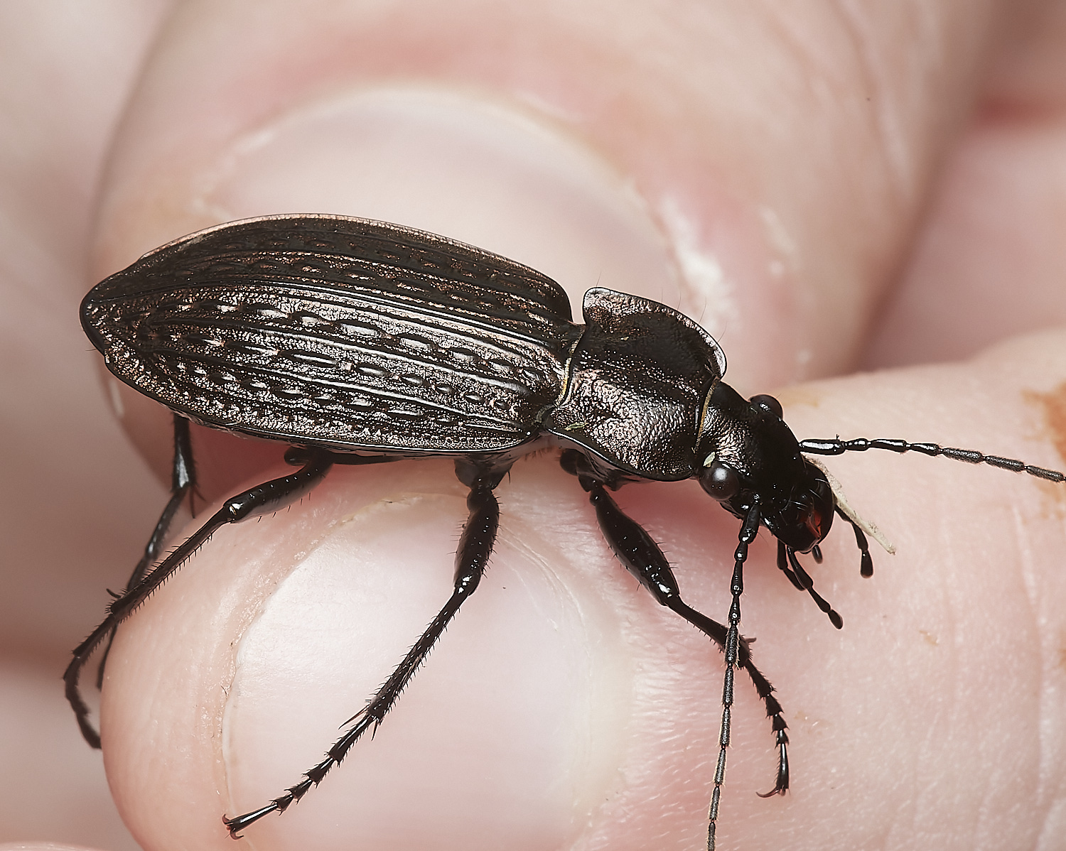 WheatfenBeetle300723-1-NEF_DxO_DeepPRIME