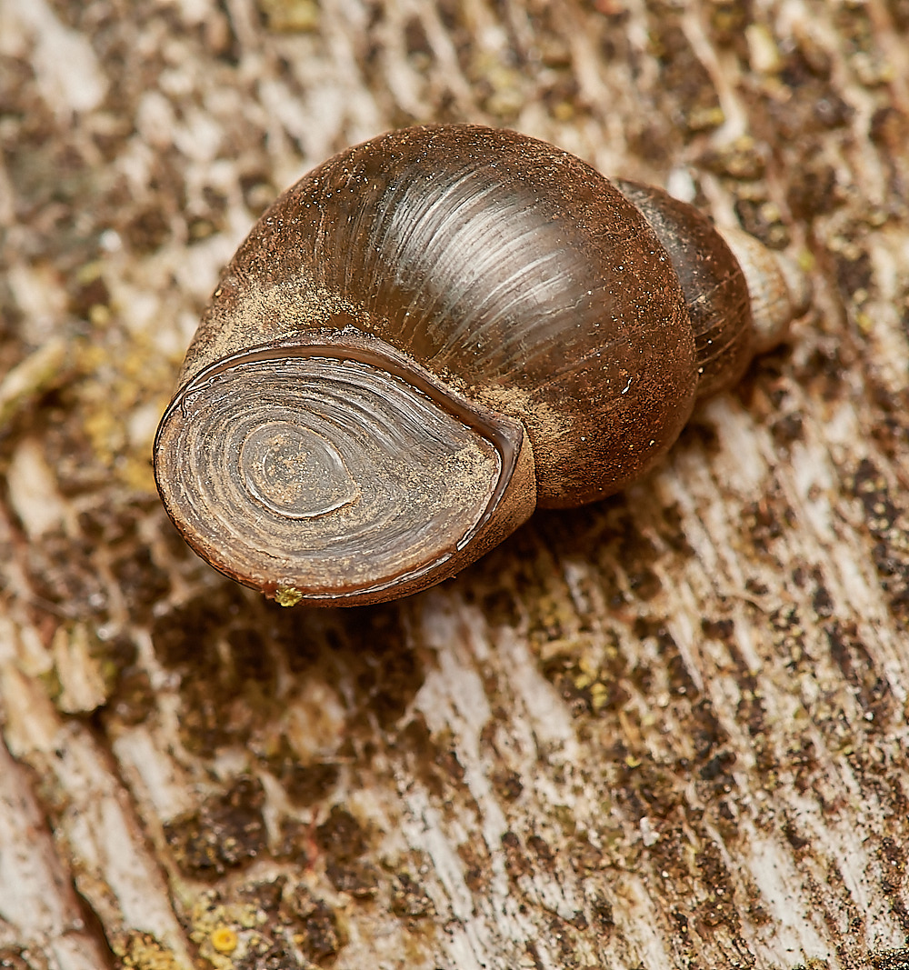 WheatfenByhtia300723-2-NEF_DxO_DeepPRIME