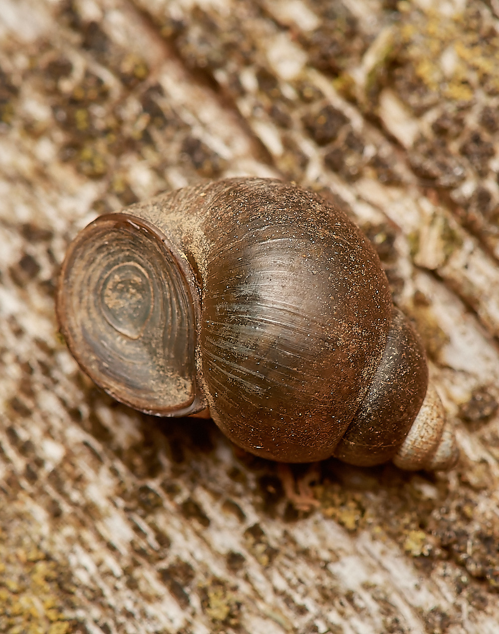 WheatfenByhtia300723-3-NEF_DxO_DeepPRIME