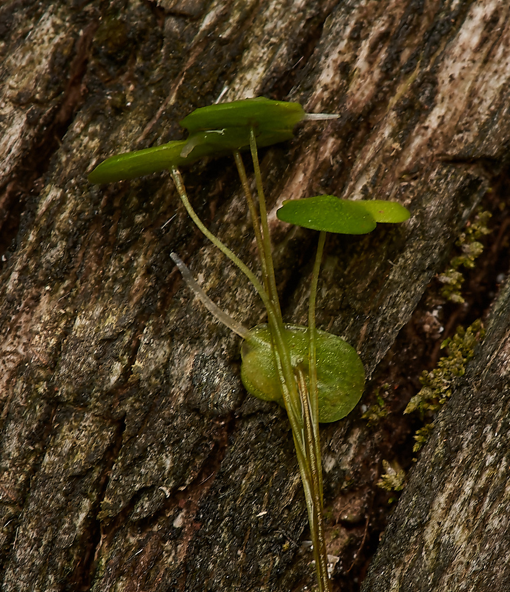 WheatfenCommonDuckweed300723-1-NEF_DxO_DeepPRIME