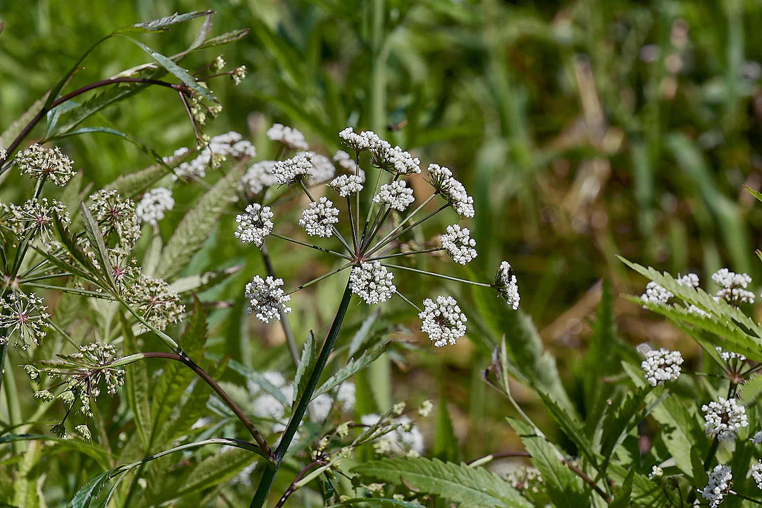 WheatfenCowbane300723-3-NEF_DxO_DeepPRIME