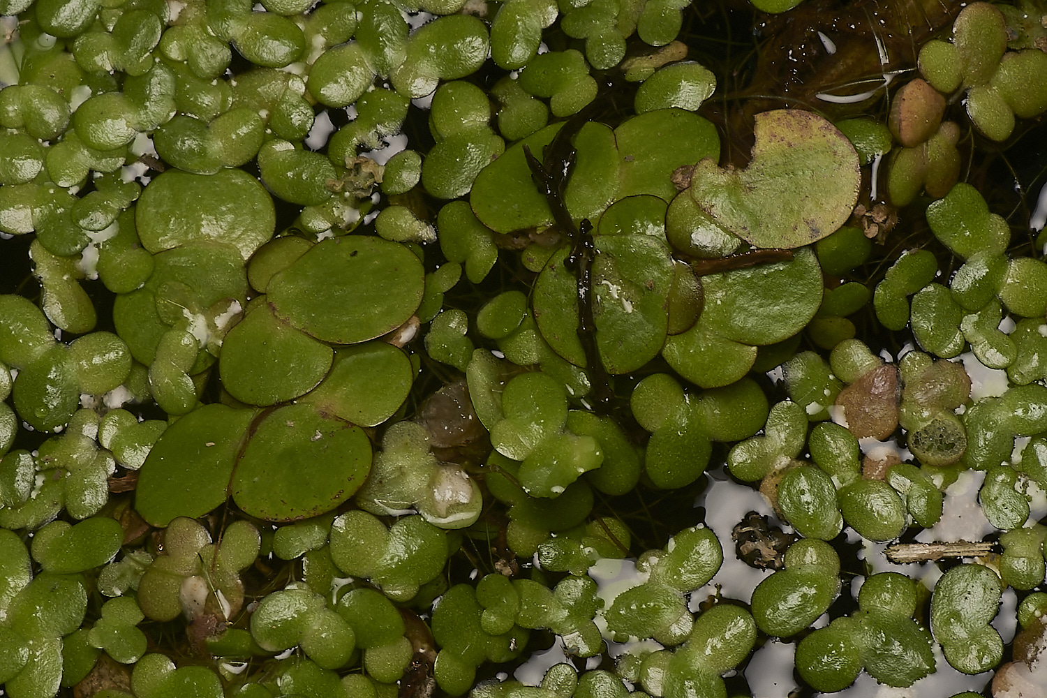 WheatfenDuckweed300723-1-NEF_DxO_DeepPRIME