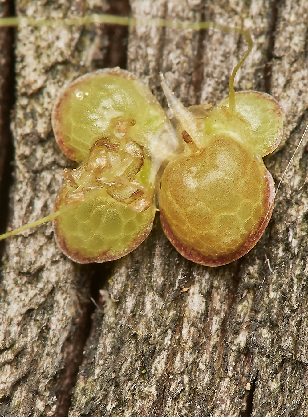 WheatfenFatDuckweed300723-1-NEF_DxO_DeepPRIME