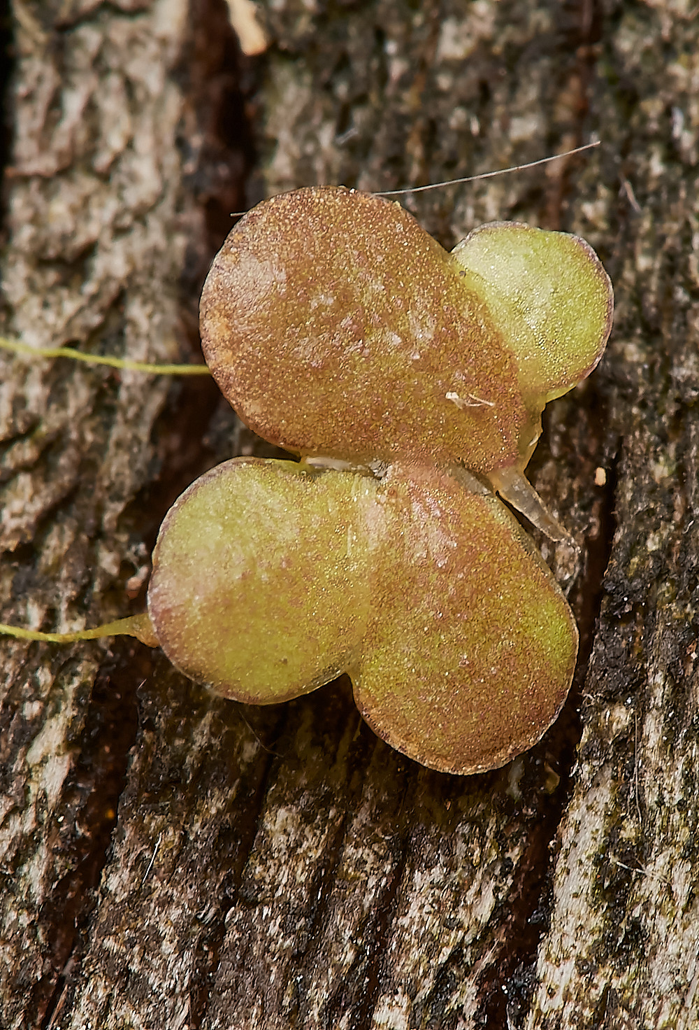 WheatfenFatDuckweed300723-2-NEF_DxO_DeepPRIME