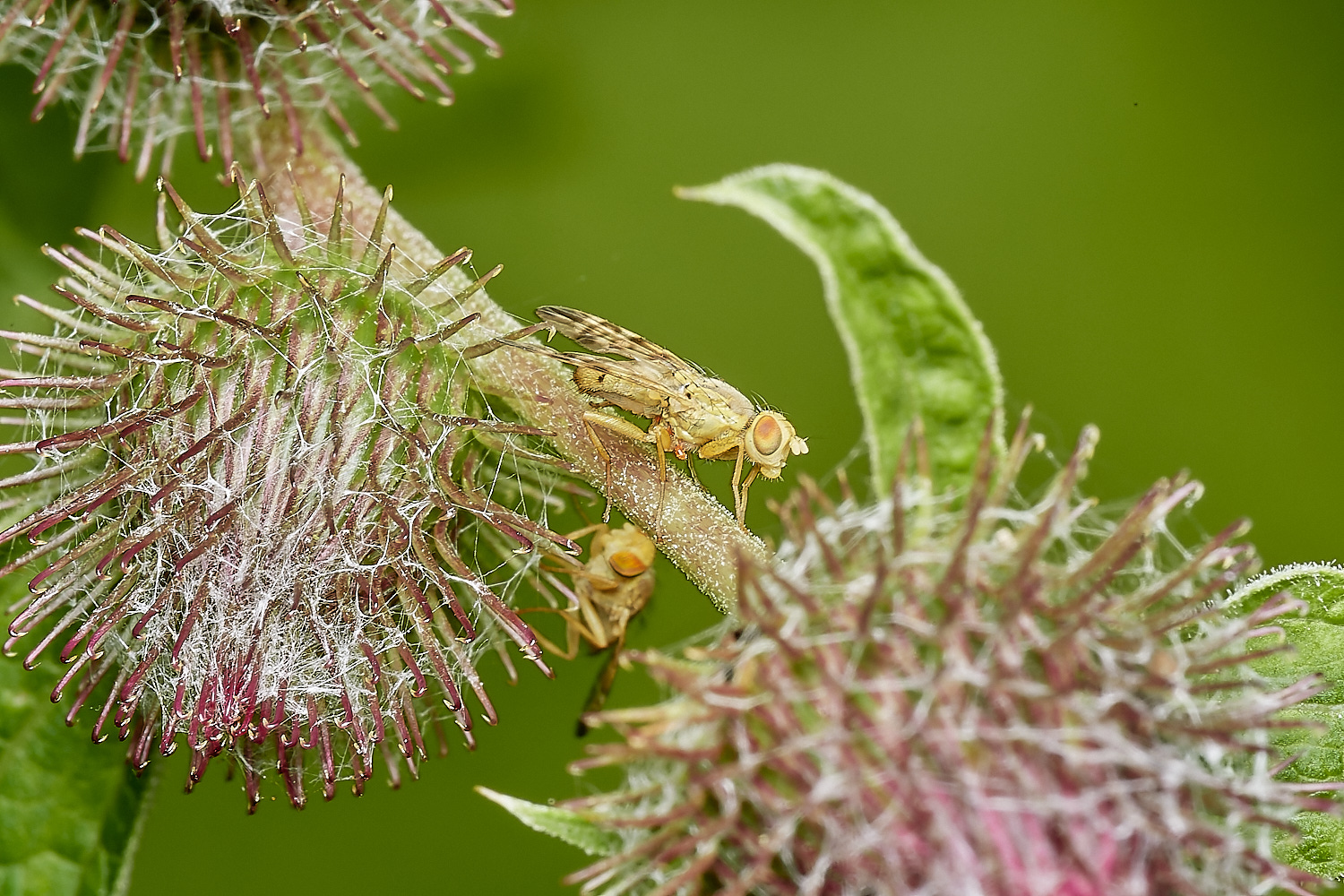 WheatfenFly300723-1-NEF_DxO_DeepPRIME