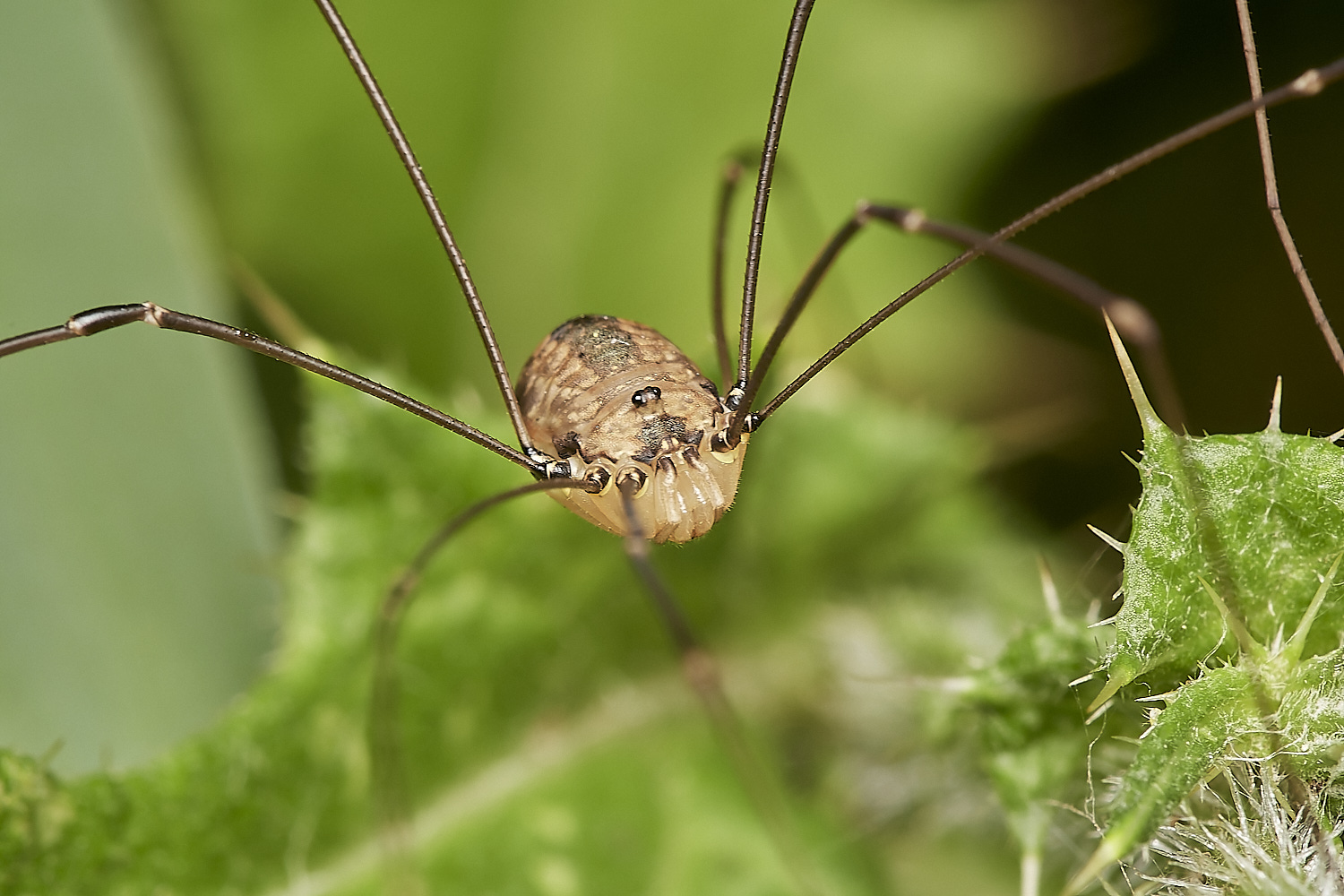 WheatfenHarvestmen300723-3-NEF_DxO_DeepPRIME