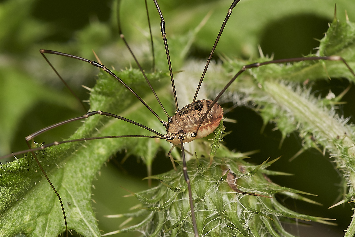 WheatfenHarvestmen300723-4-NEF_DxO_DeepPRIME