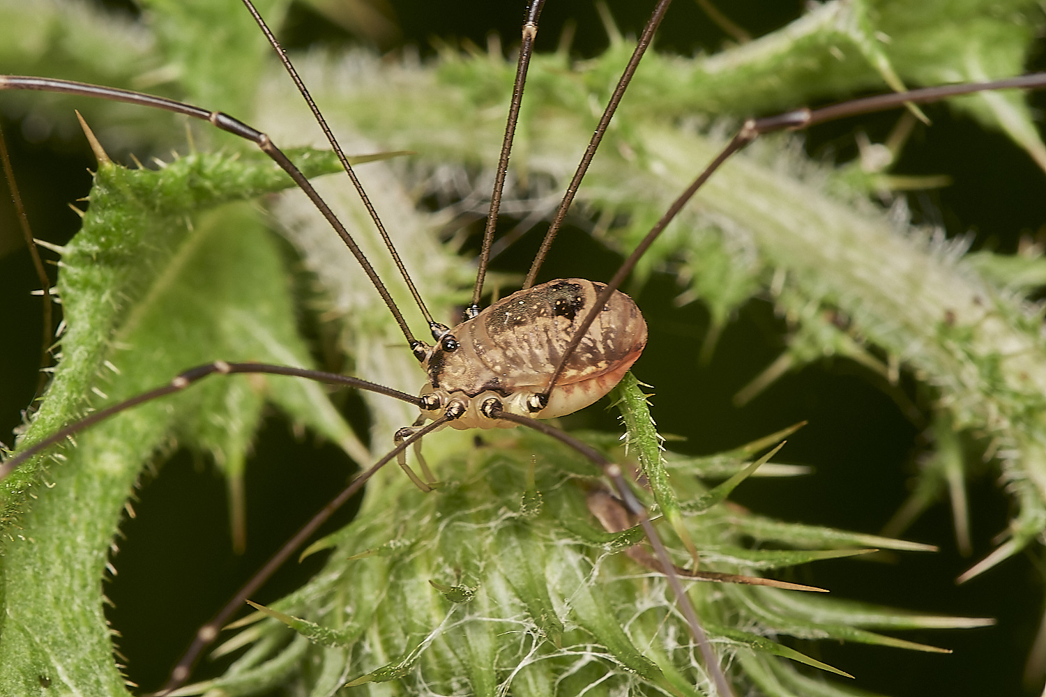 WheatfenHarvestmen300723-5-NEF_DxO_DeepPRIME