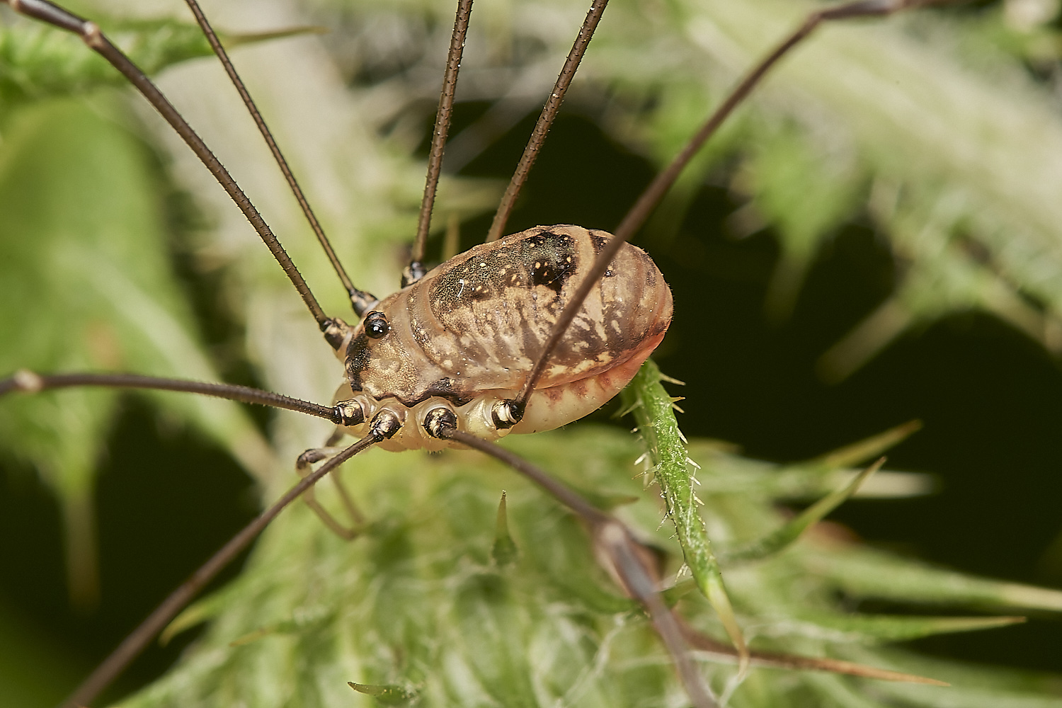 WheatfenHarvestmen300723-7-NEF_DxO_DeepPRIME