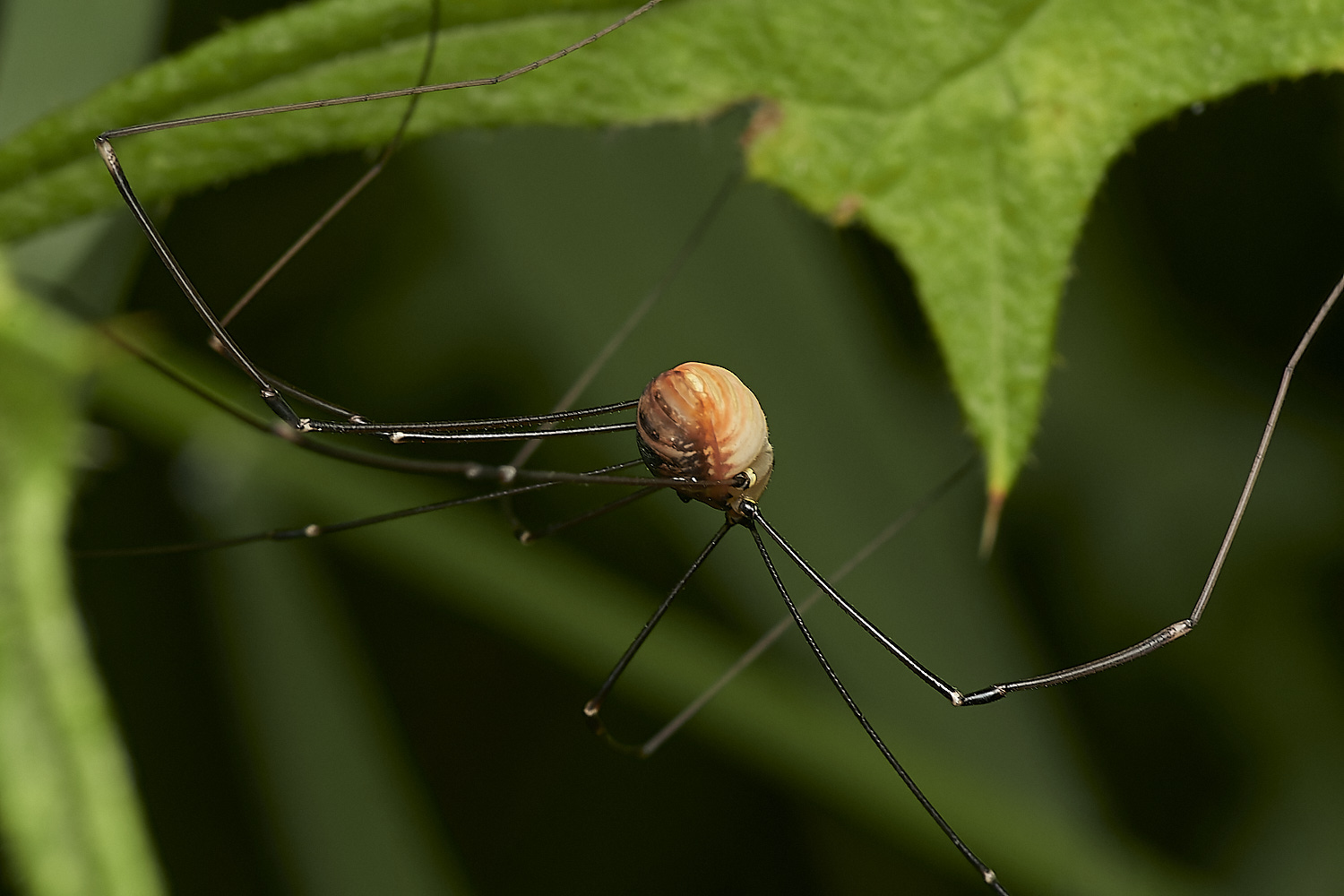 WheatfenHarvestmen300723-8-NEF_DxO_DeepPRIME