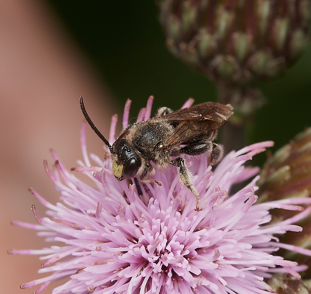 WheatfenHylaeus300723-1-NEF_DxO_DeepPRIME