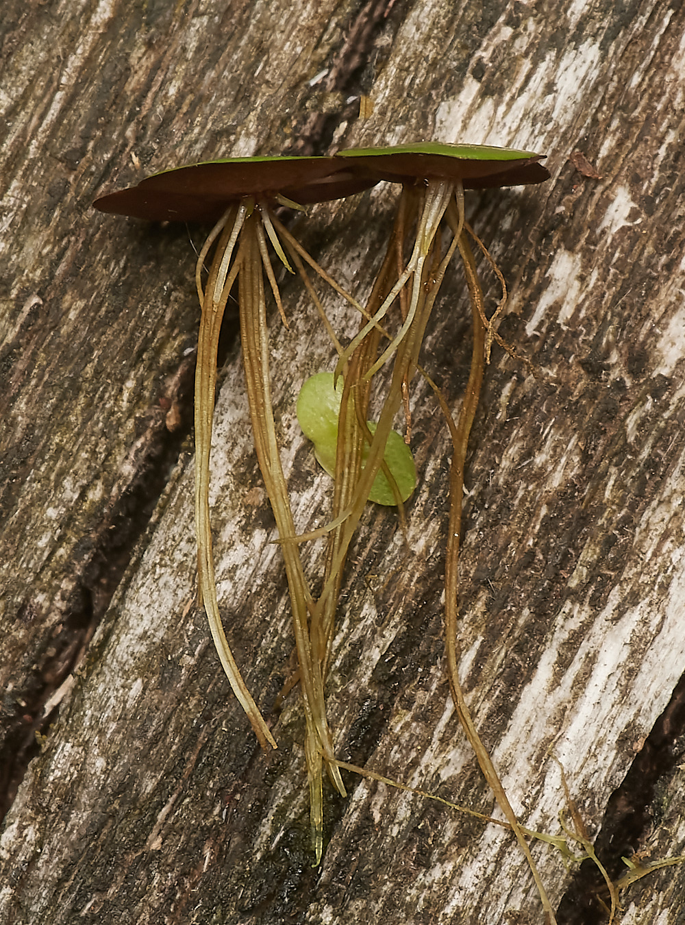 WheatfenLargeDuckweed300723-1-NEF_DxO_DeepPRIME