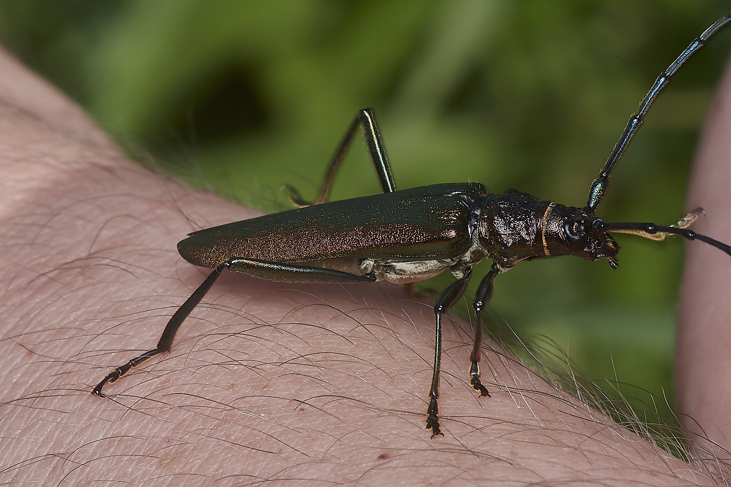 WheatfenMuskBeetle300723-1-NEF_DxO_DeepPRIME