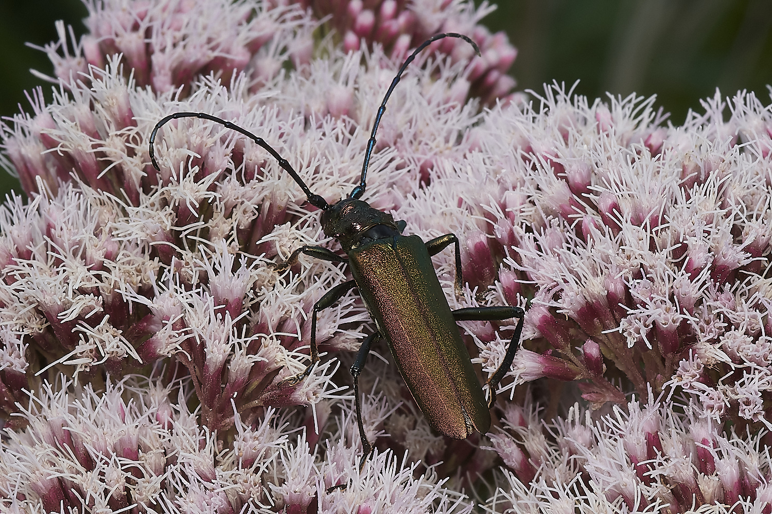 WheatfenMuskBeetle300723-11-NEF_DxO_DeepPRIME