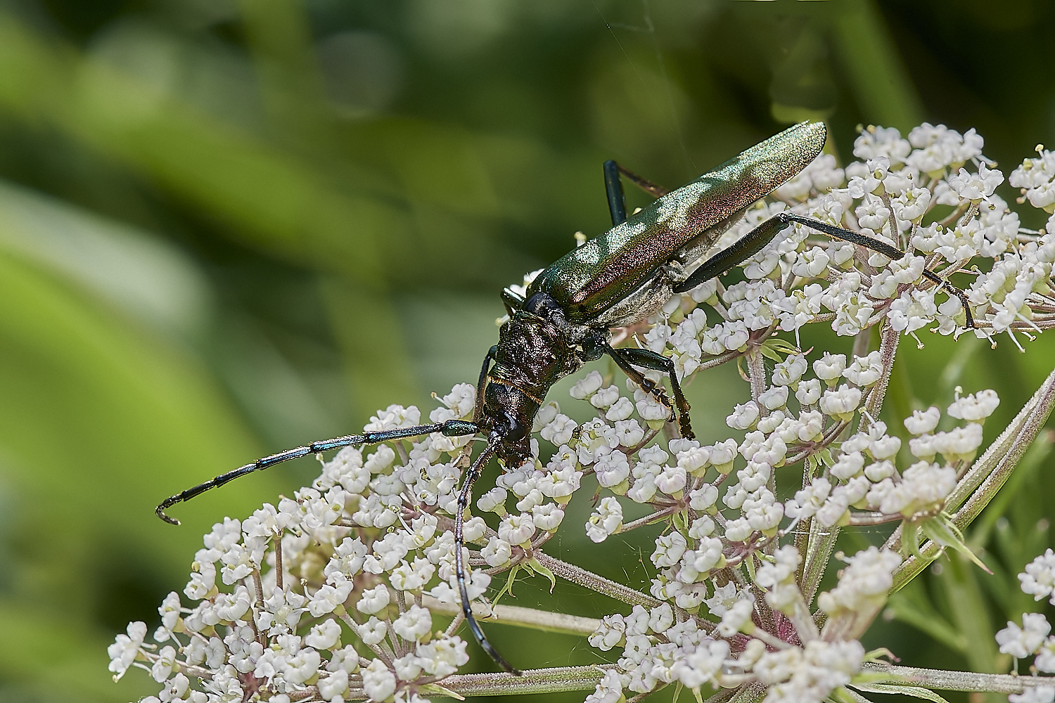 WheatfenMuskBeetle300723-16-NEF_DxO_DeepPRIME