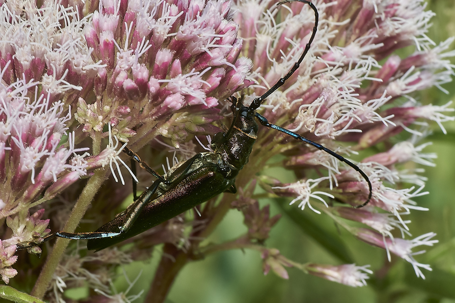 WheatfenMuskBeetle300723-4-NEF_DxO_DeepPRIME