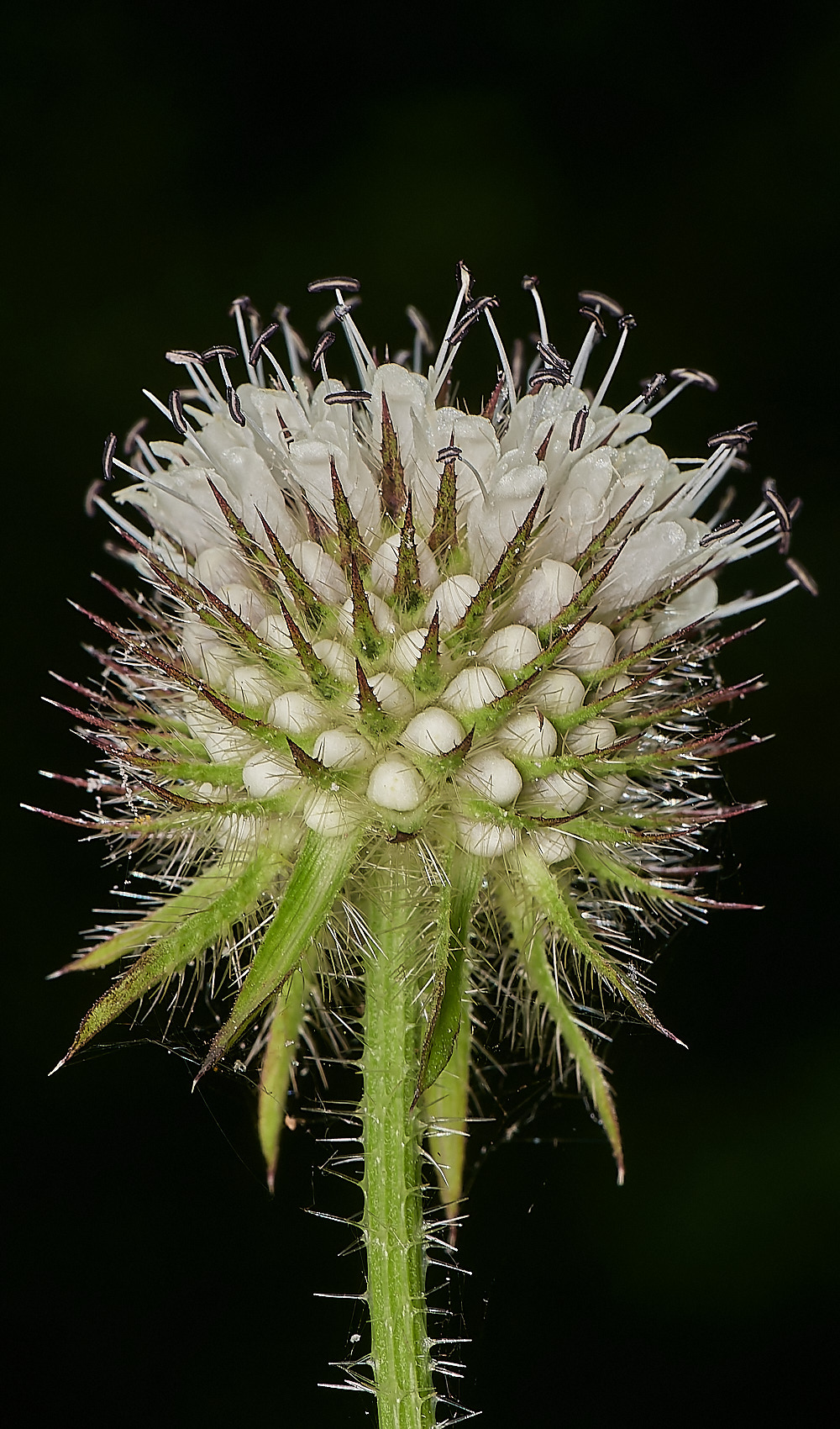 WheatfenSmallTeasel300723-3-NEF_DxO_DeepPRIME