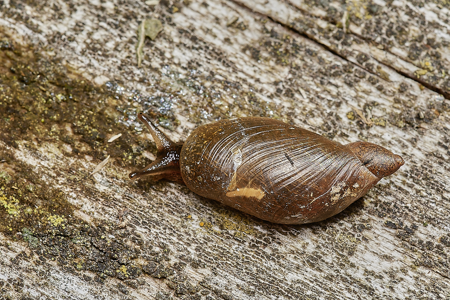 WheatfenSuccisa300723-2-NEF_DxO_DeepPRIME