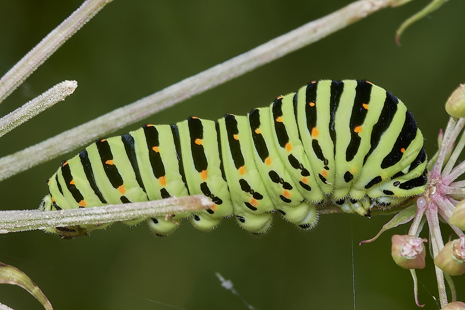 WheatfenSwallowtail300723-1-NEF_DxO_DeepPRIME 1