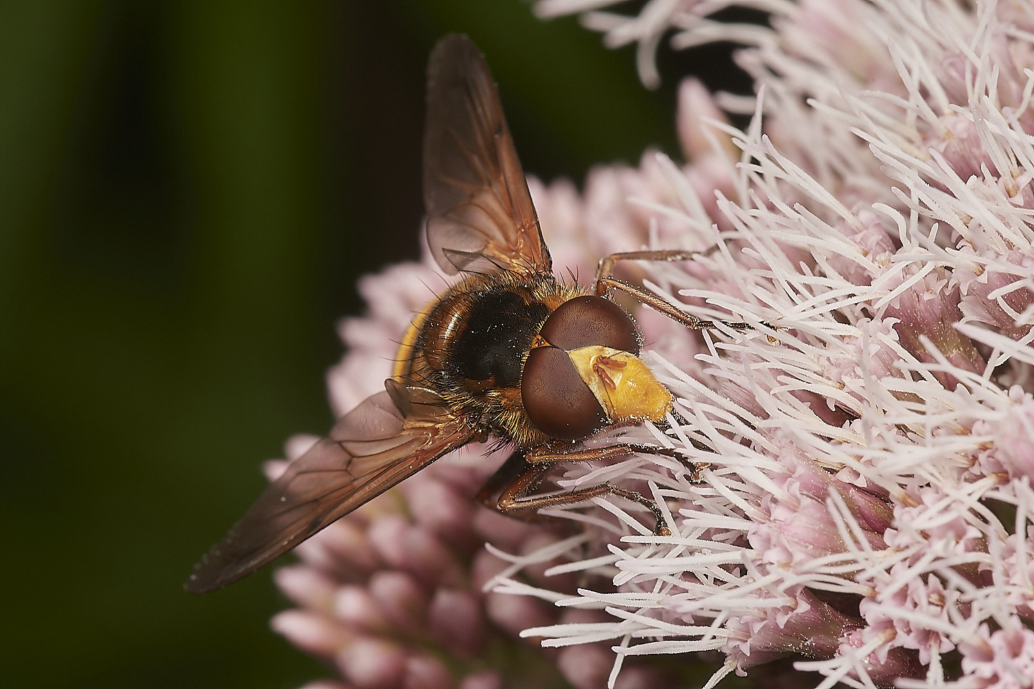 WheatfenVinanis300723-1-NEF_DxO_DeepPRIME