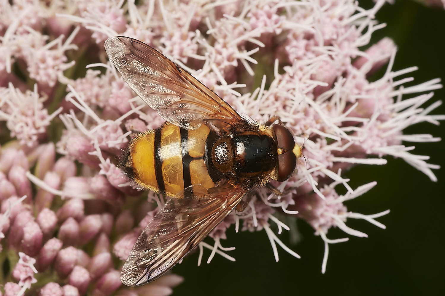 WheatfenVinanis300723-3-NEF_DxO_DeepPRIME